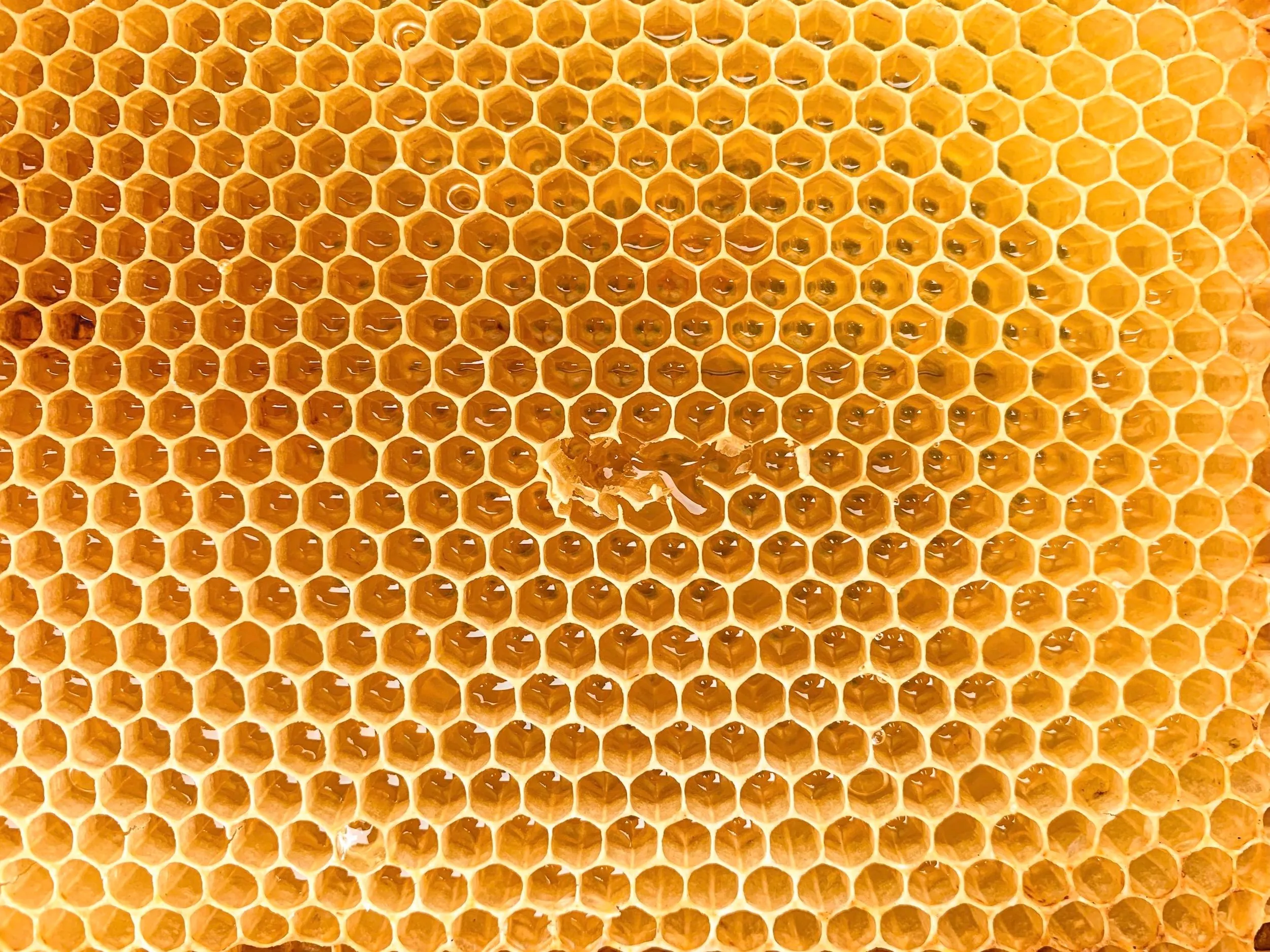 Honey Enzyme Facial - Toronto medical spa page header background